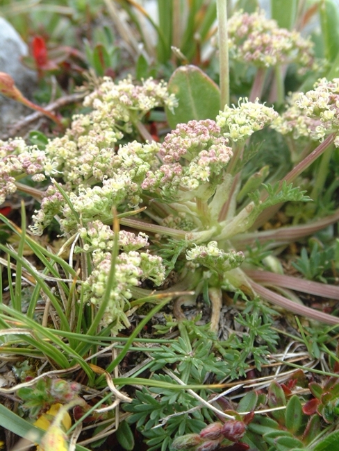 Trinia glauca o dalechampii ?